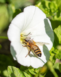 Abeille